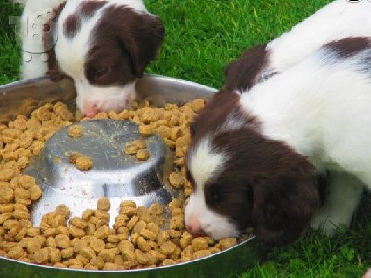 Springer Spaniel κουτάβια